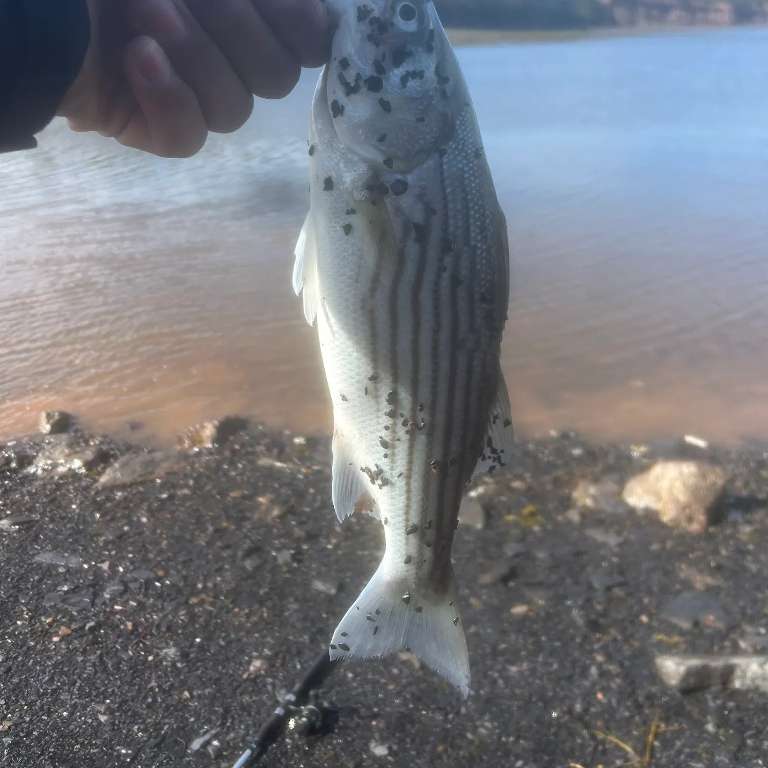 Striped bass caught on Fishbrain