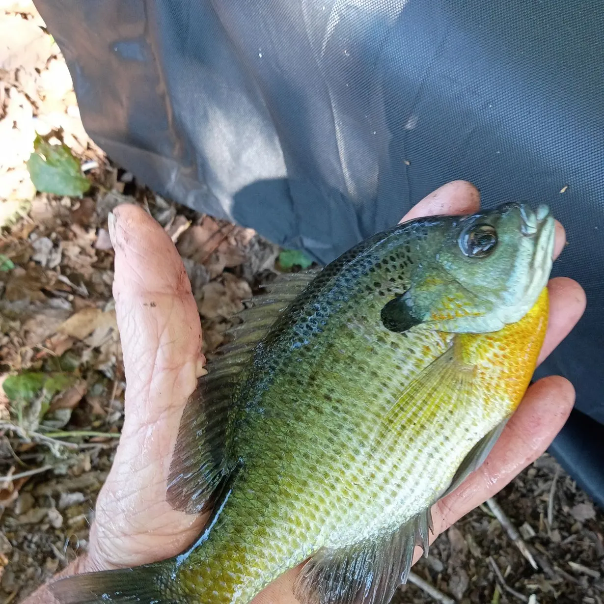 Bluegill caught on Fishbrain