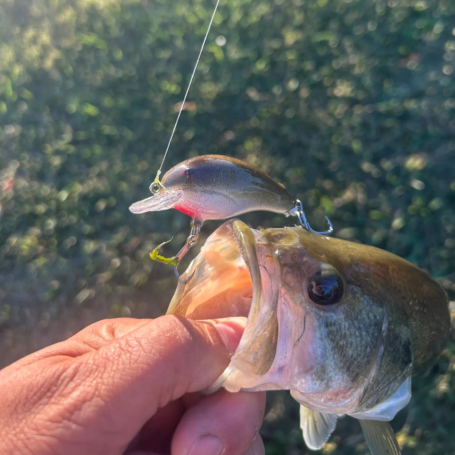 Fish caught on Fishbrain