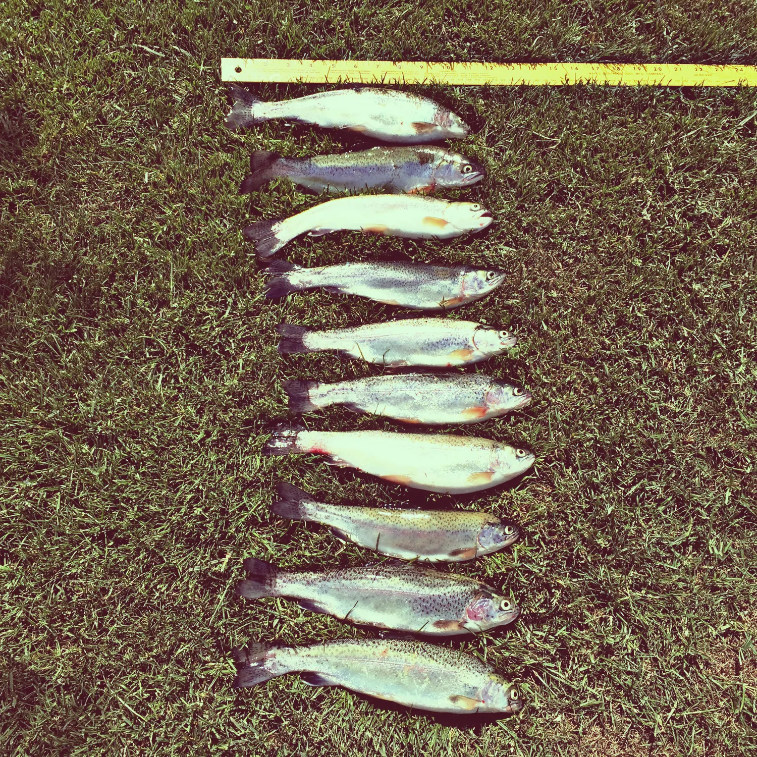 recently logged catches