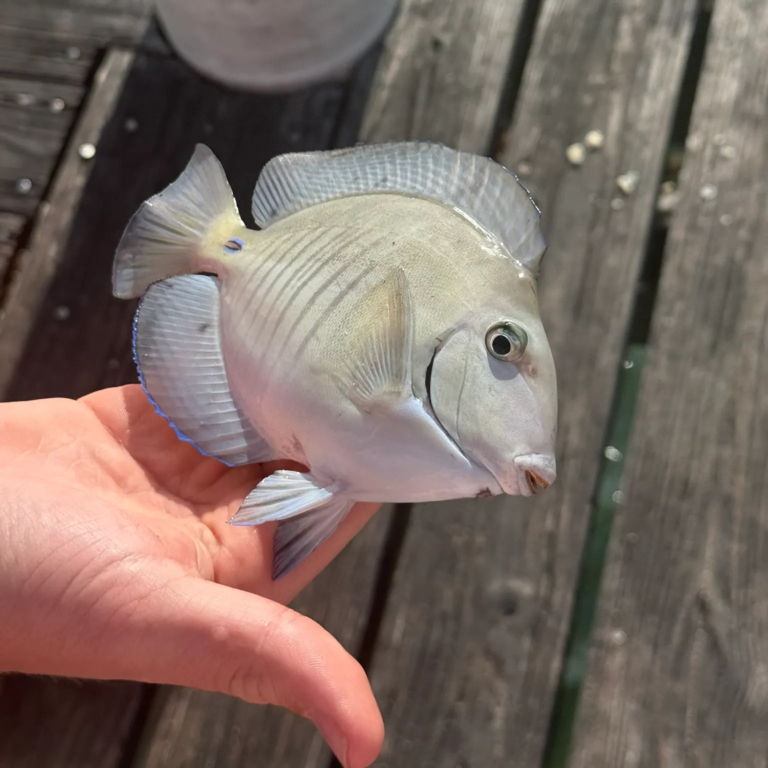 The most recent Doctorfish catches on Fishbrain