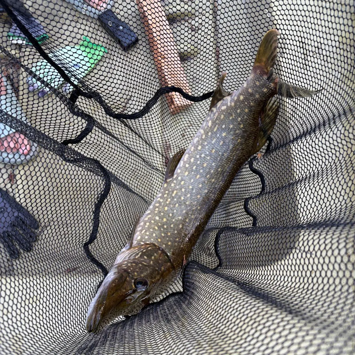 Fish caught on Fishbrain