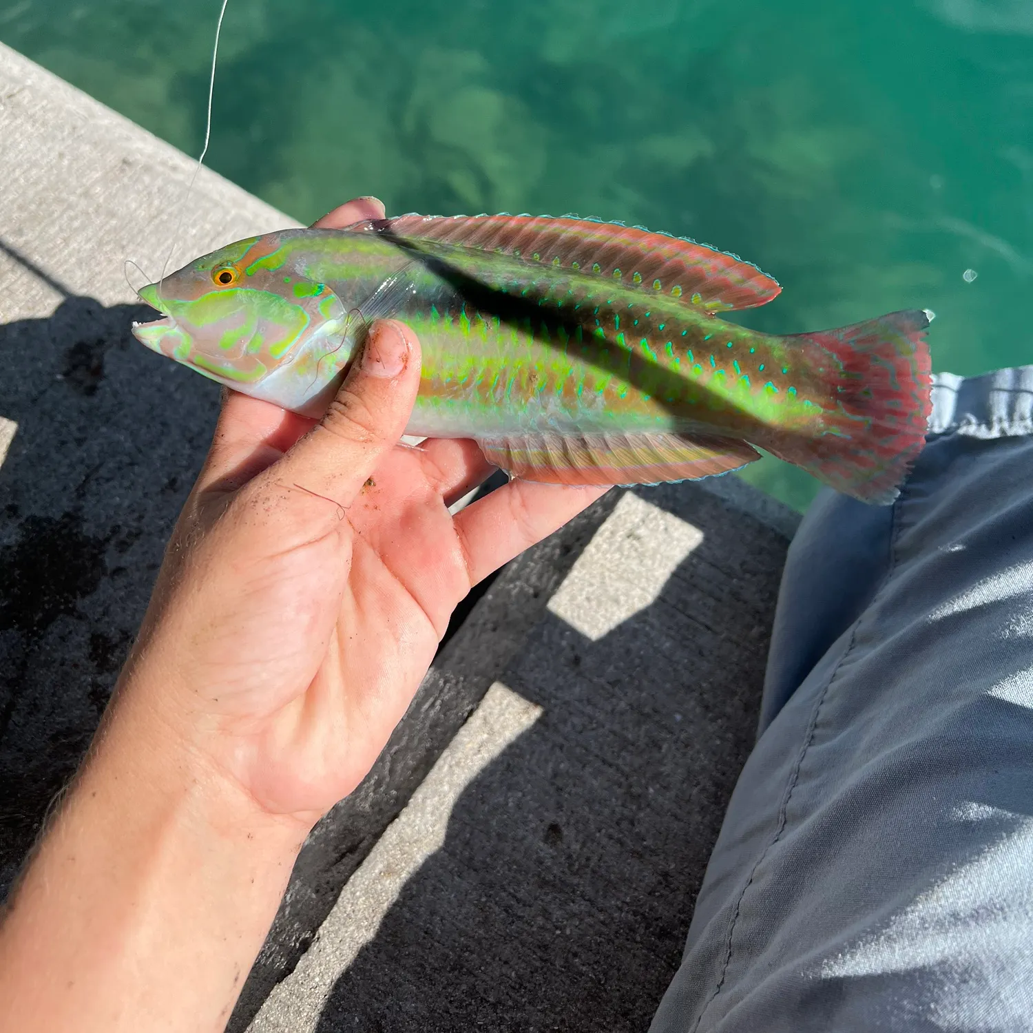 The most recent Slippery dick wrasse catches on Fishbrain