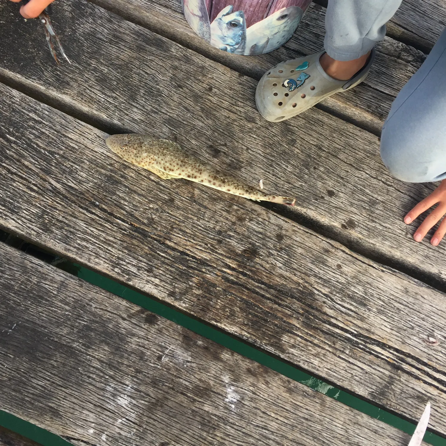 The most recent Black-banded flathead catches on Fishbrain