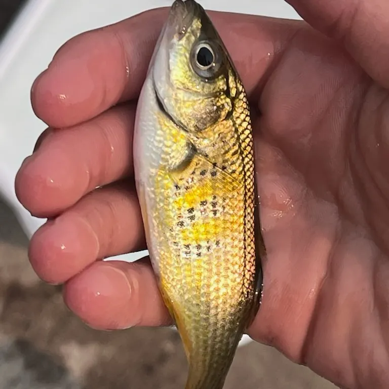 Shiner perch caught on Fishbrain