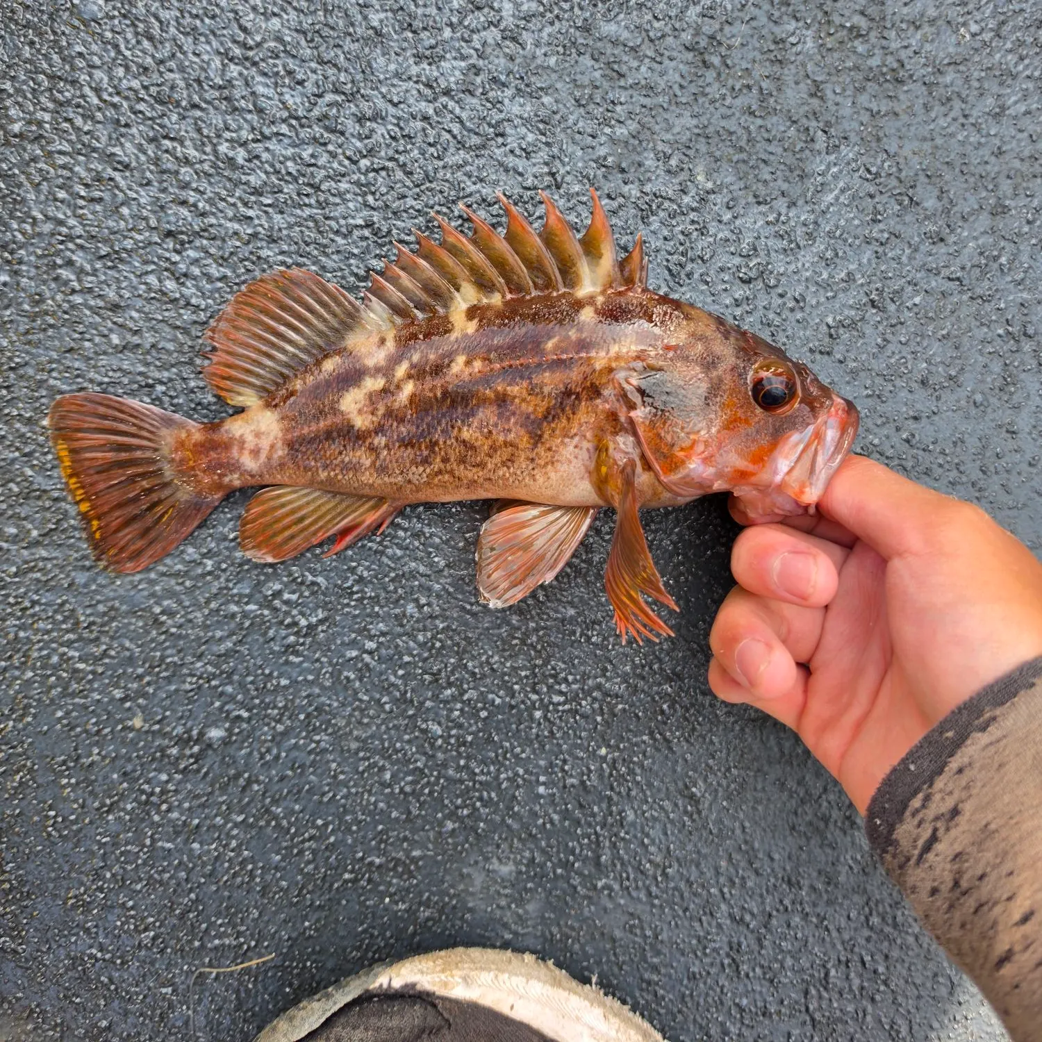 catch