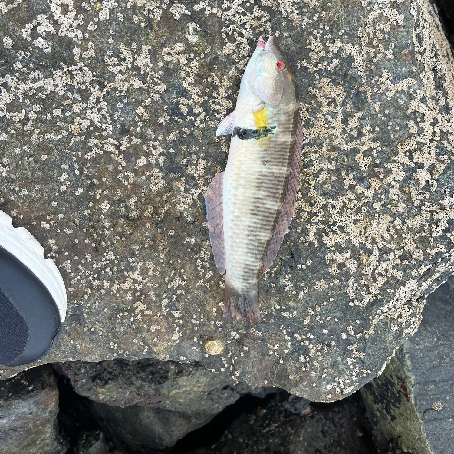 The most recent Rock wrasse catches on Fishbrain