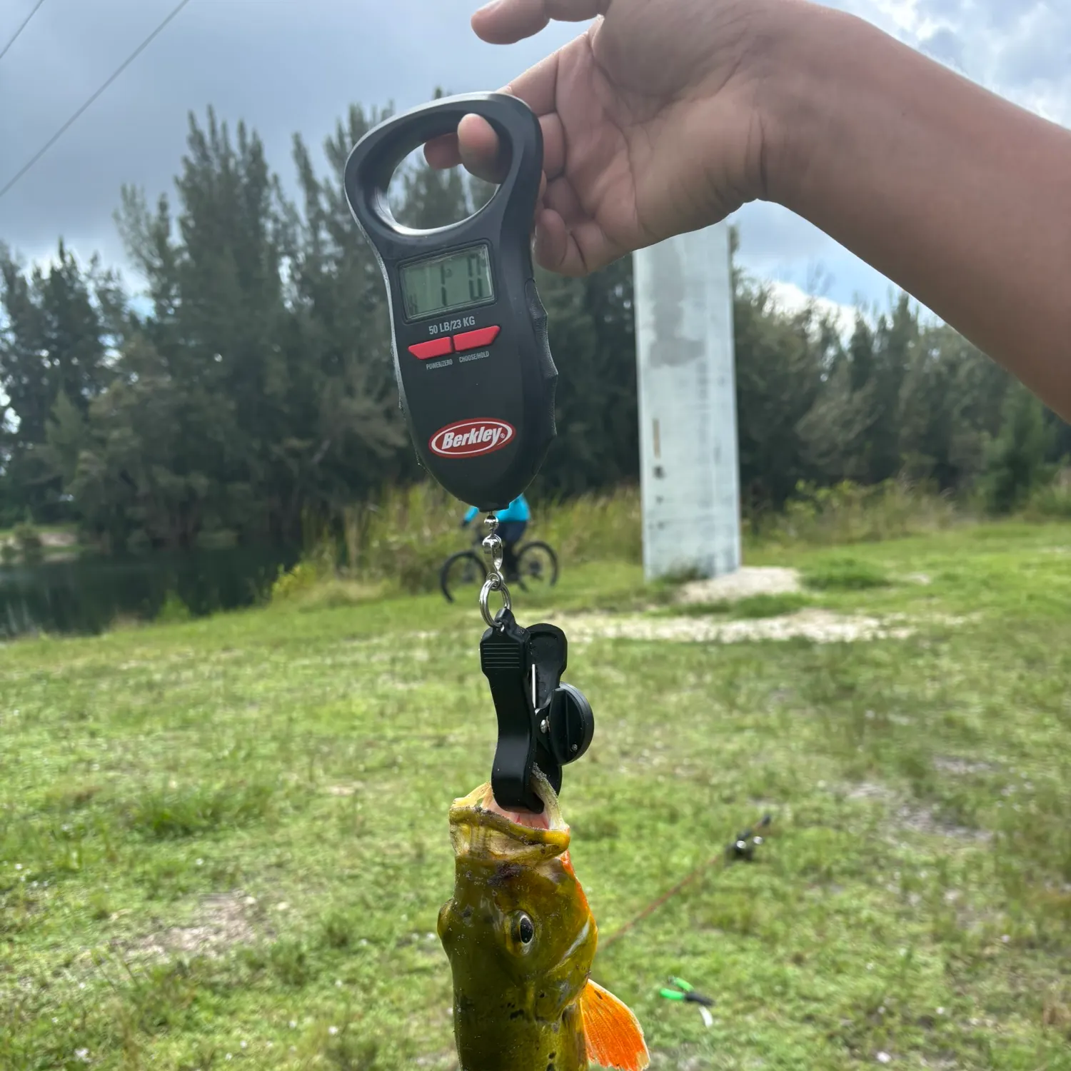 Butterfly peacock bass caught on Fishbrain