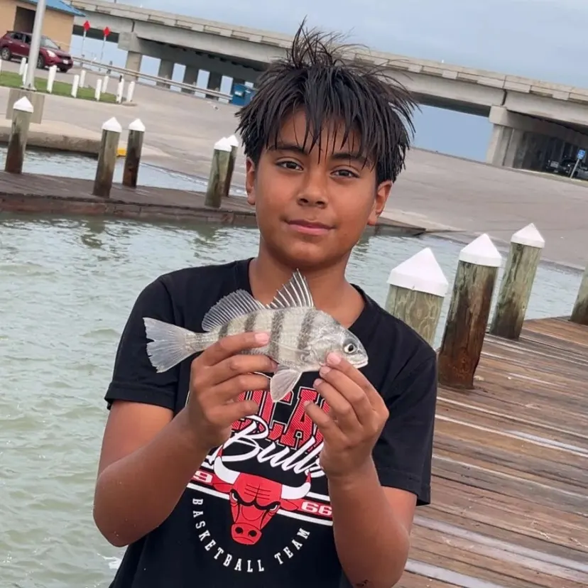 Black drum caught on Fishbrain