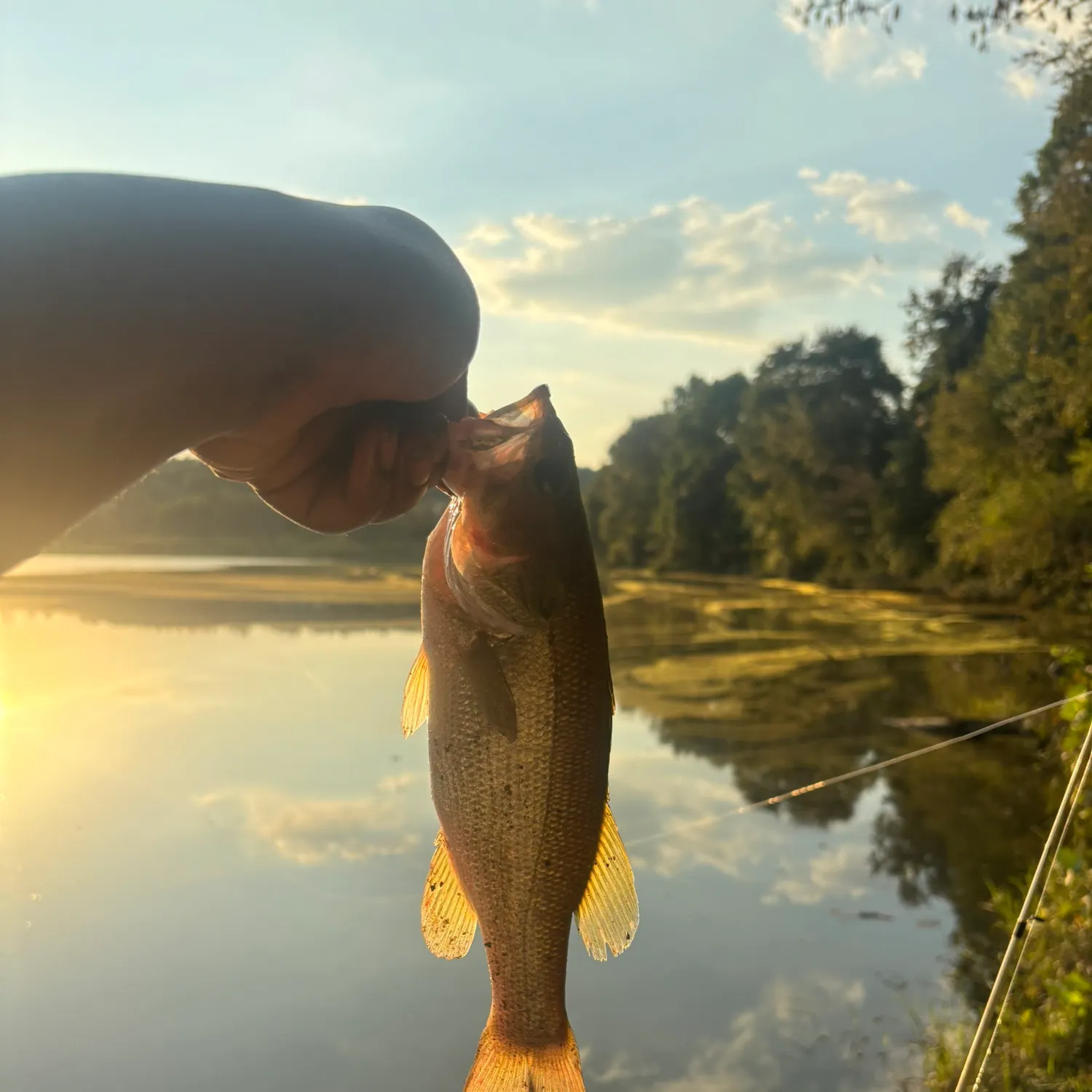 Largemouth bass caught on Fishbrain