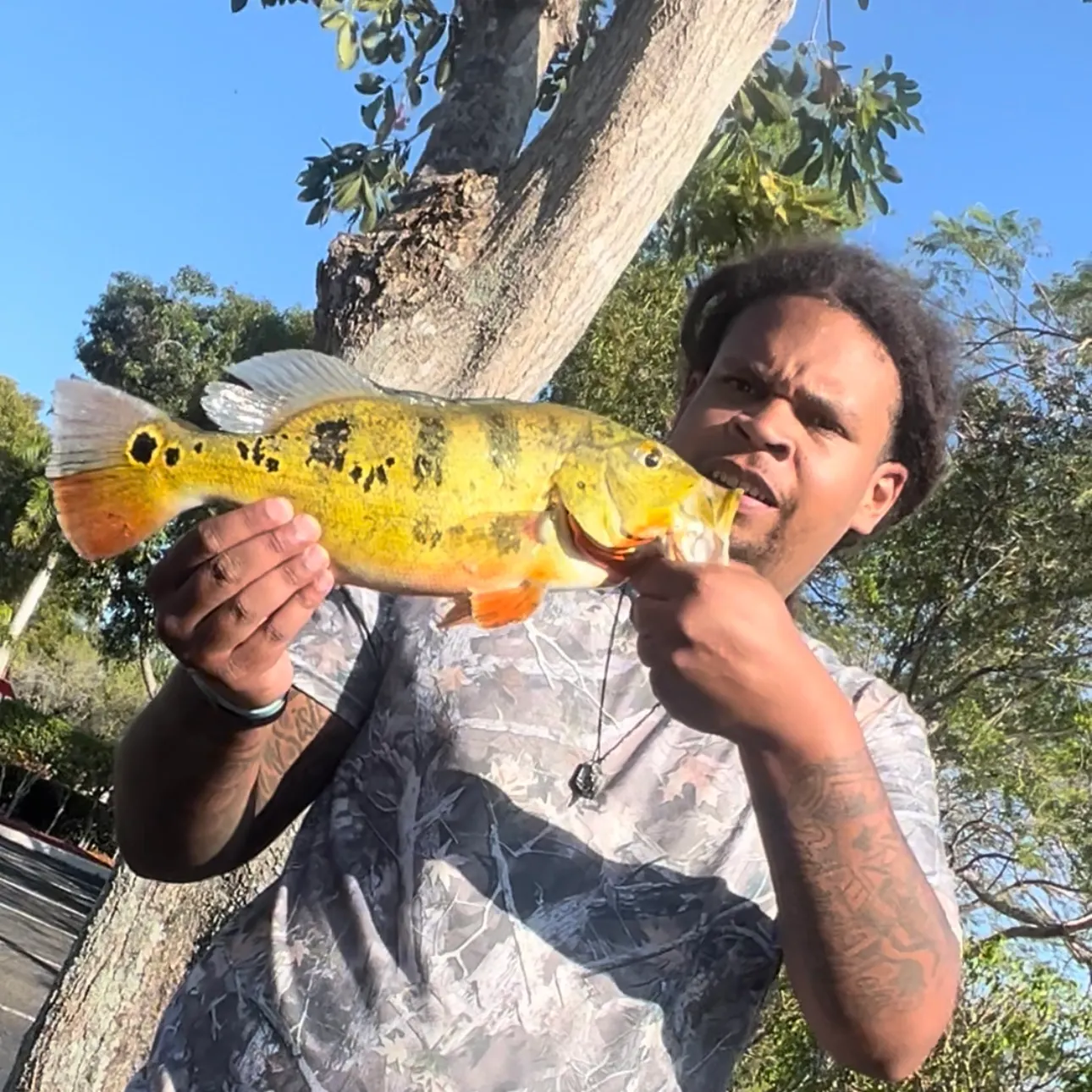 The most recent Speckled peacock bass catches on Fishbrain