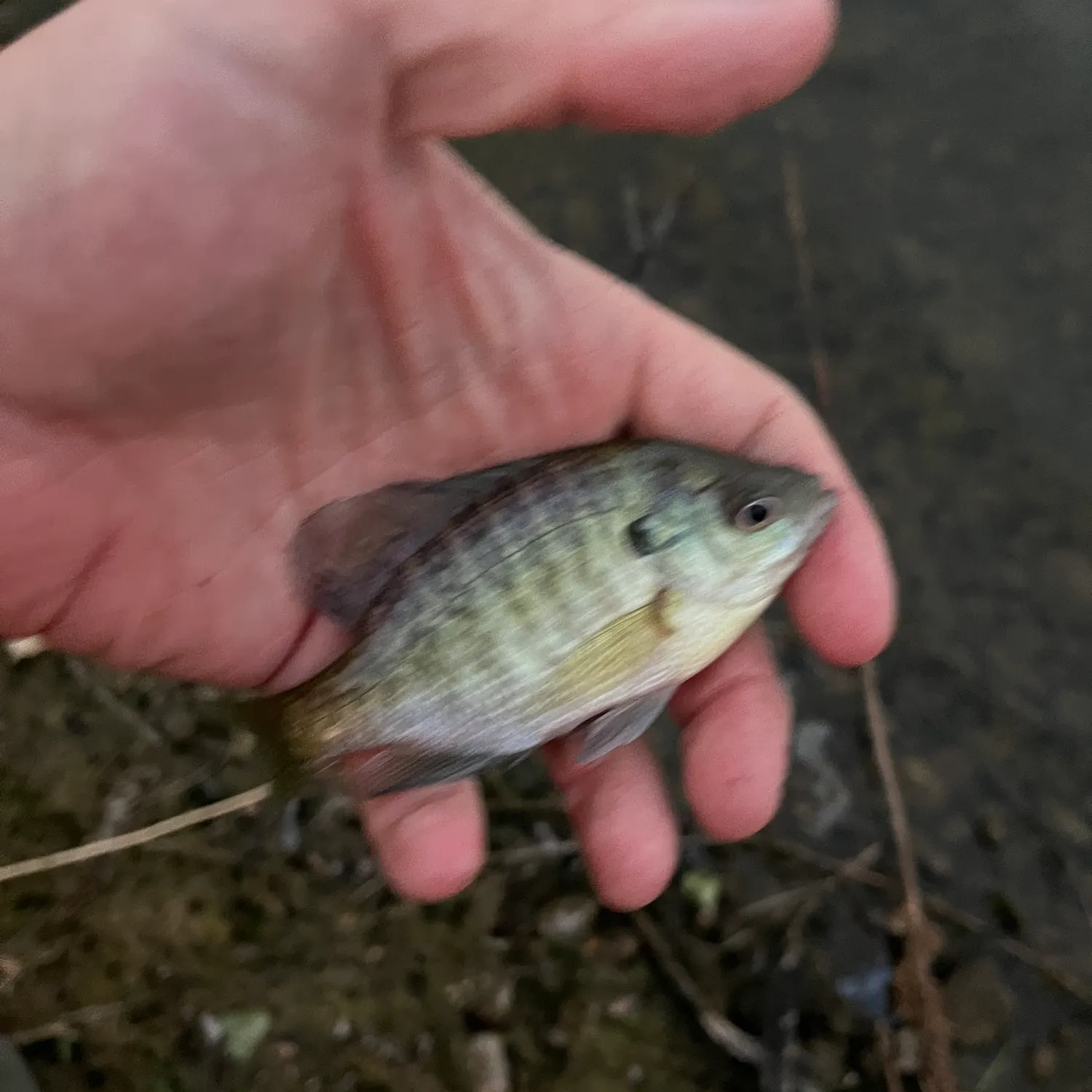 Bluegill caught on Fishbrain