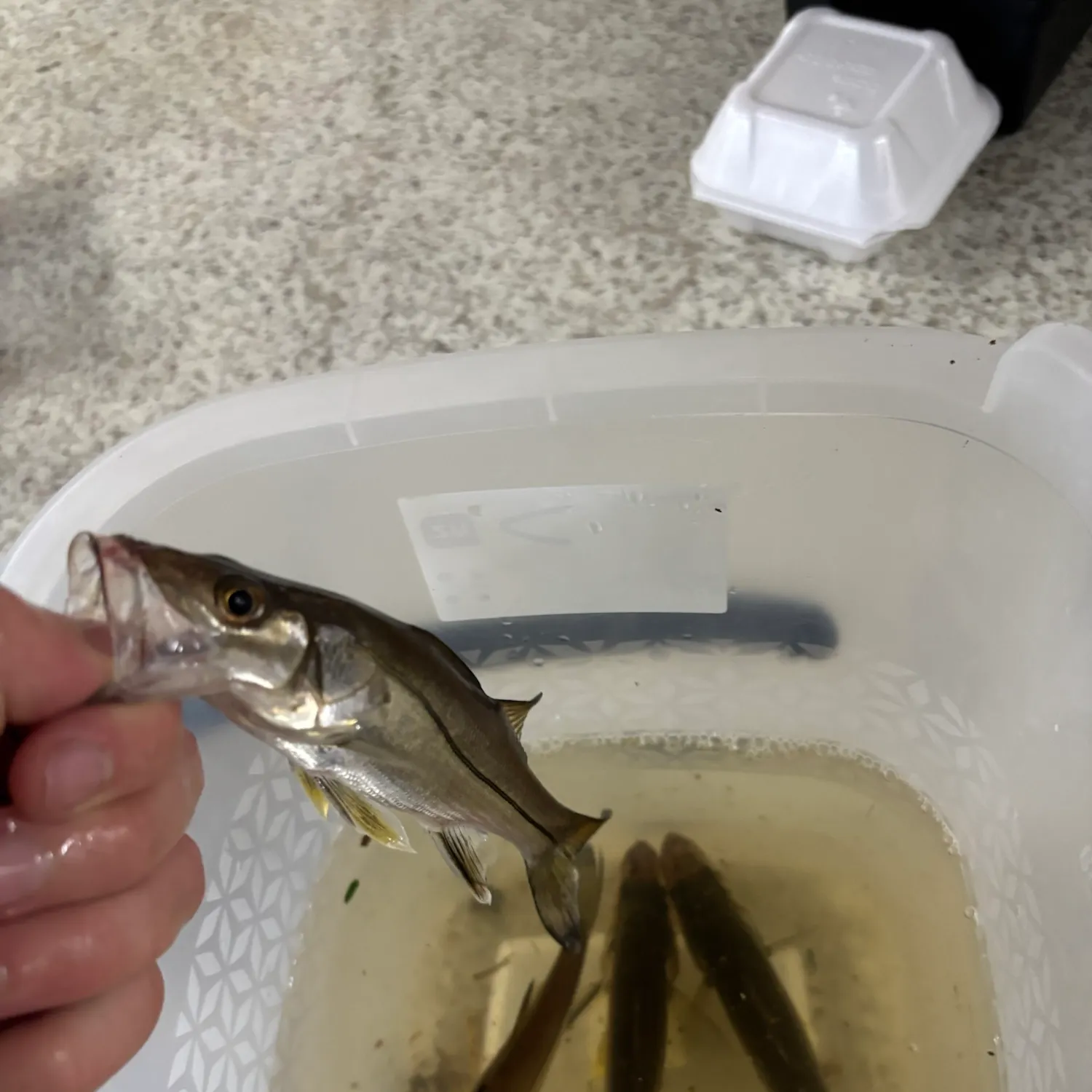 Fat snook caught on Fishbrain