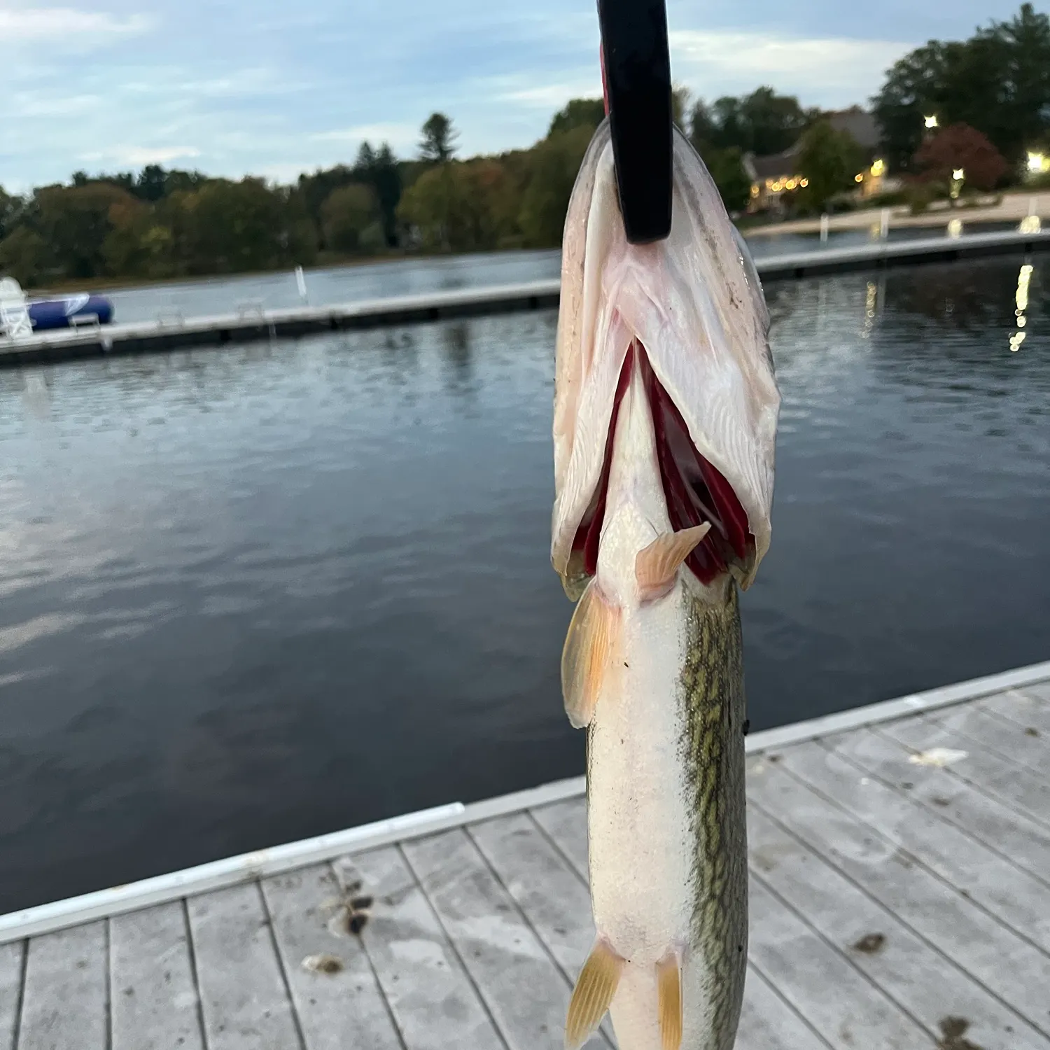 Chain pickerel caught on Fishbrain