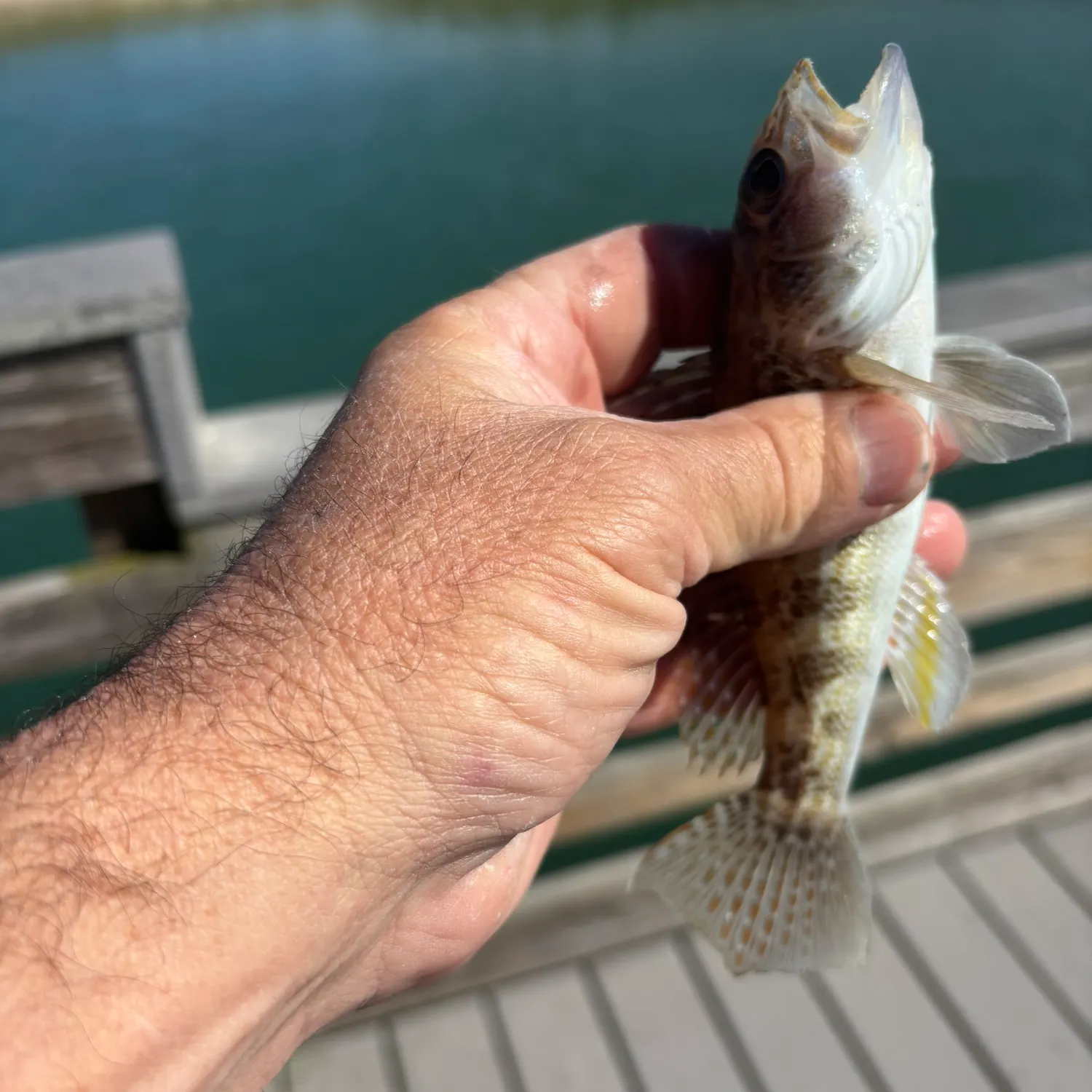 The most recent Bank sea bass catches on Fishbrain