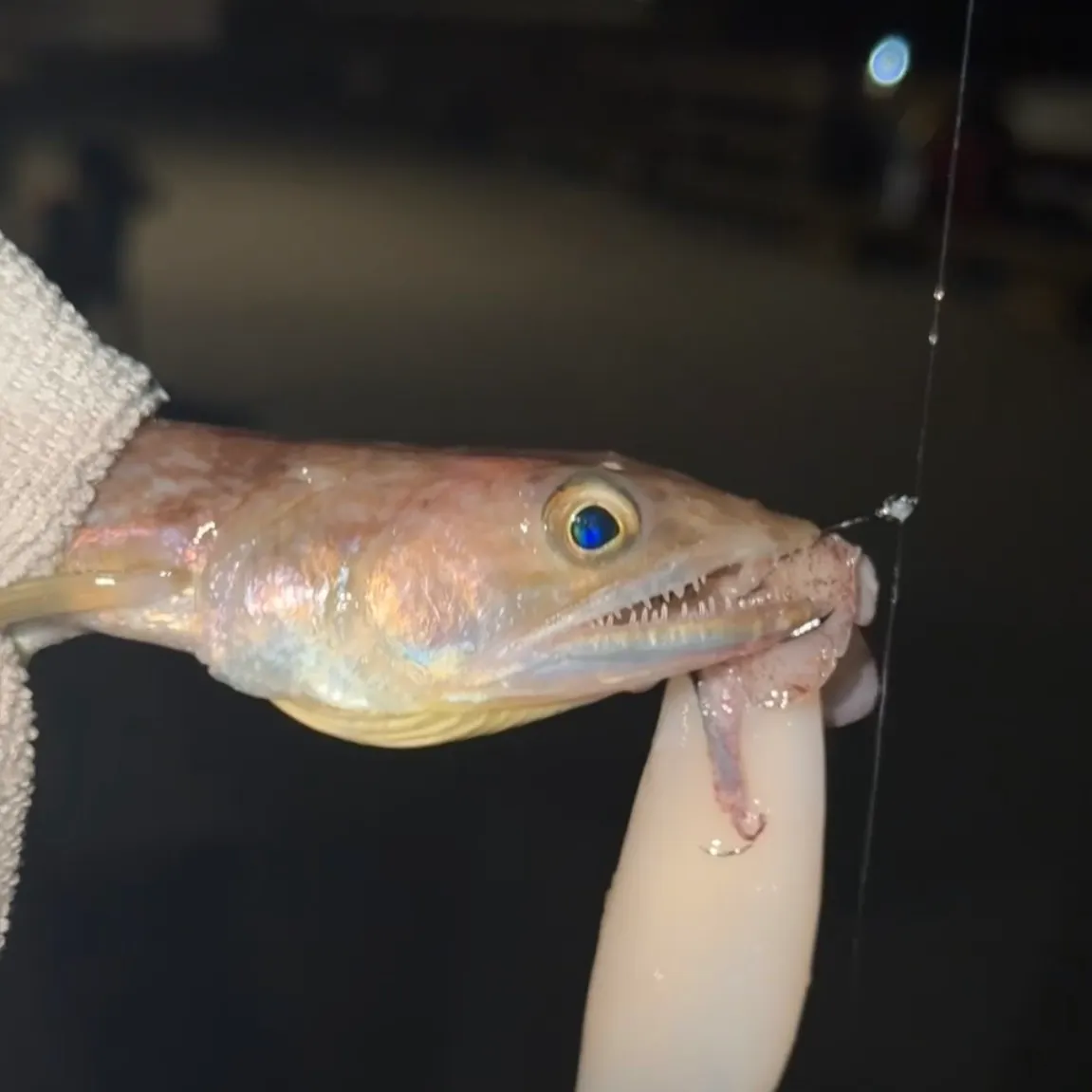 The most recent California lizardfish catches on Fishbrain