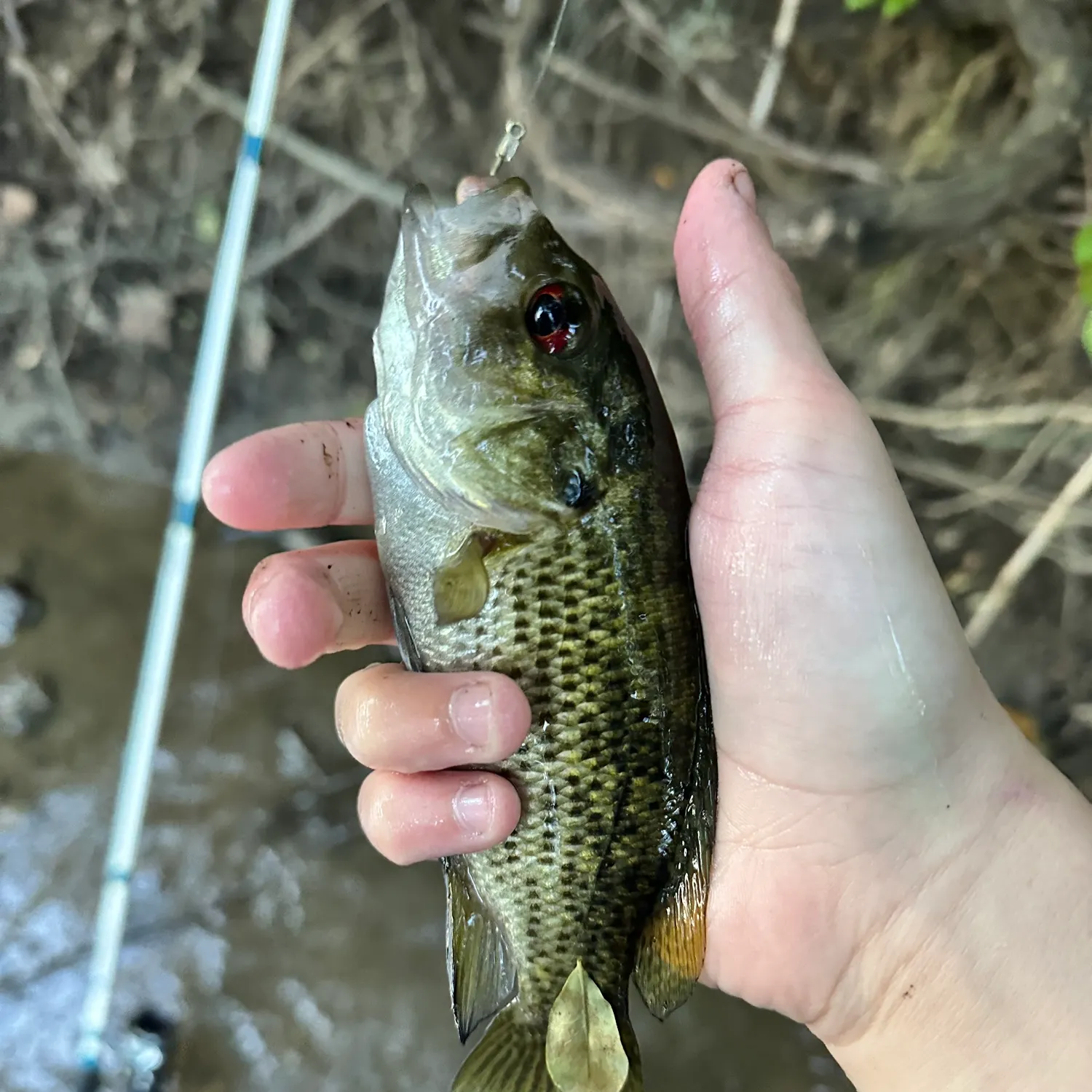 Rock bass caught on Fishbrain