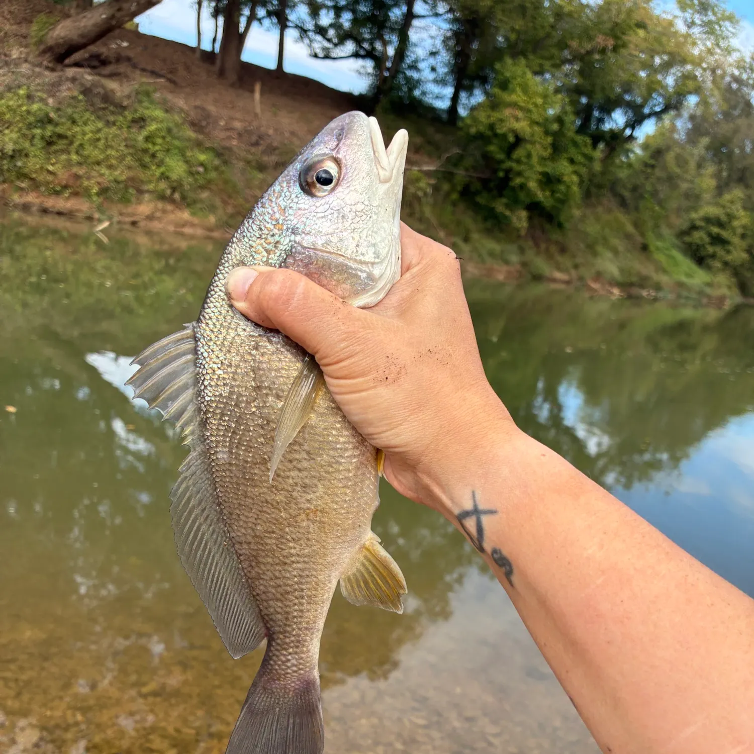 Freshwater drum caught on Fishbrain