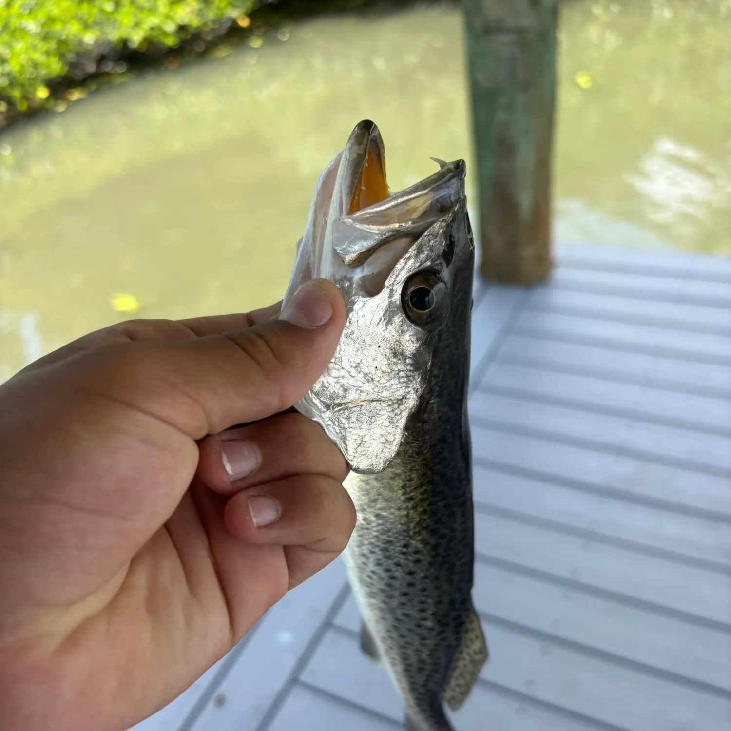 catch
