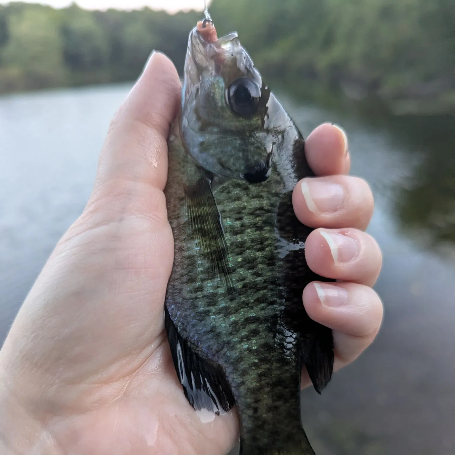 Bluegill caught on Fishbrain