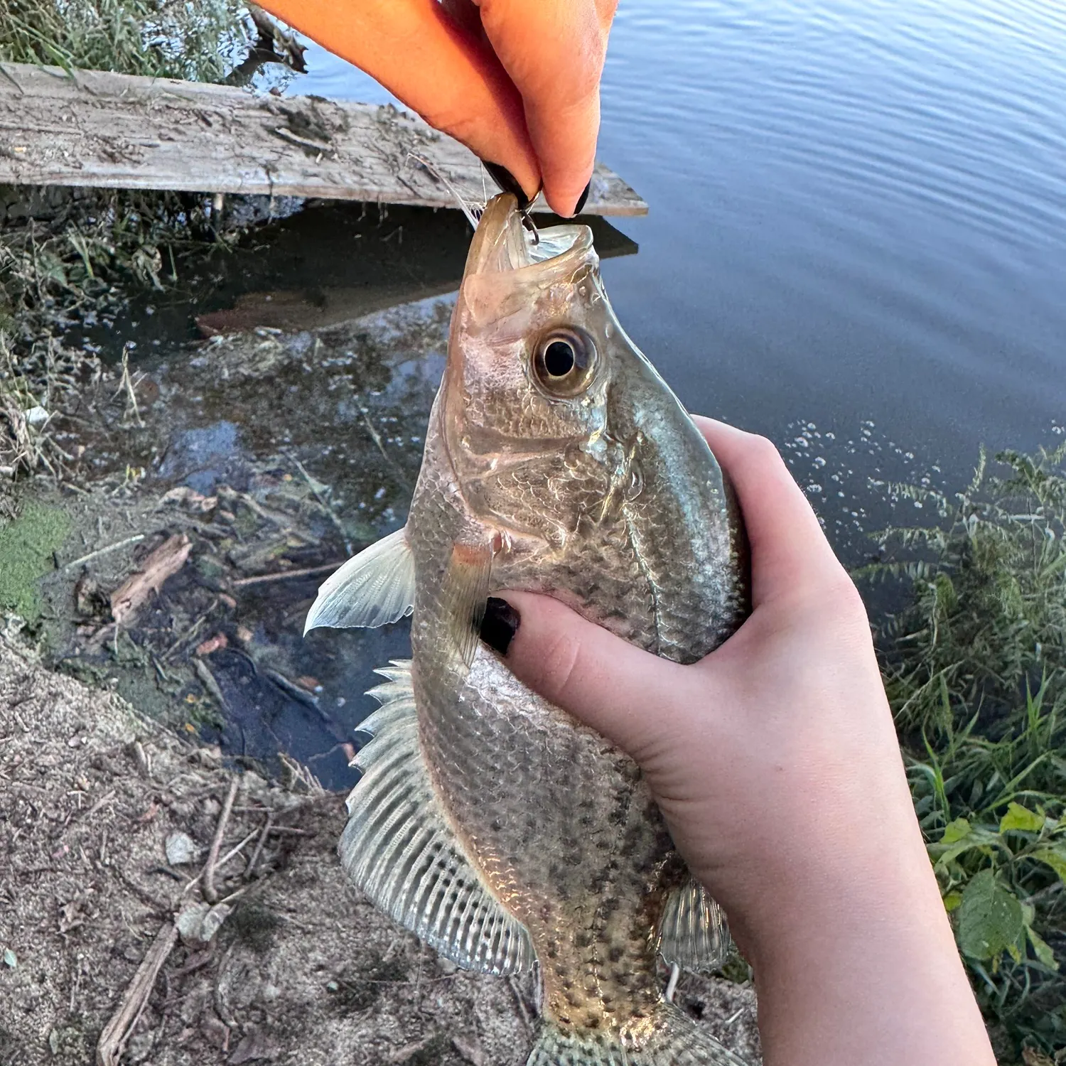 The most recent Black crappie catches on Fishbrain