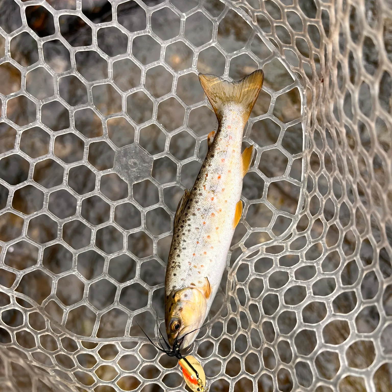 The most recent Brown trout catches on Fishbrain