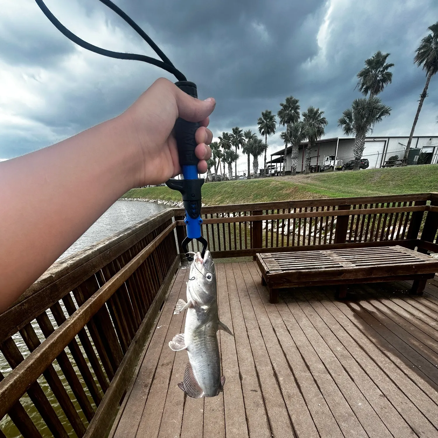 Channel catfish caught on Fishbrain
