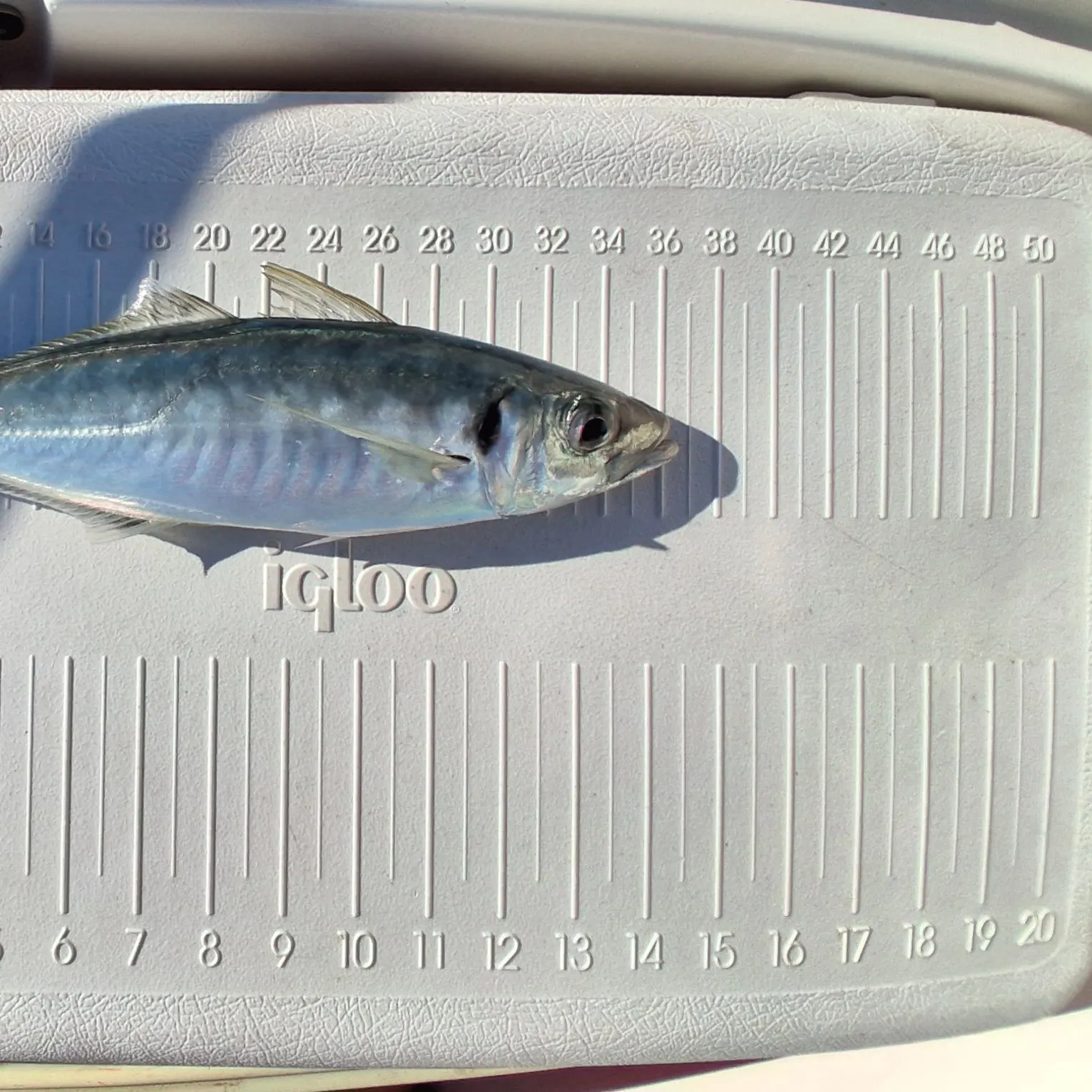 White trevally caught on Fishbrain