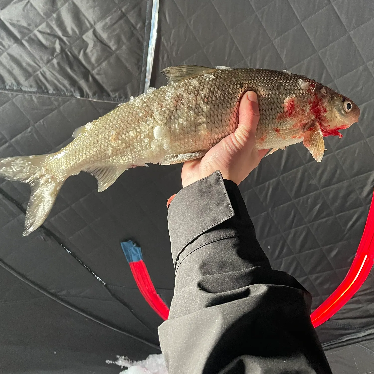 The most popular recent Lake whitefish catch on Fishbrain