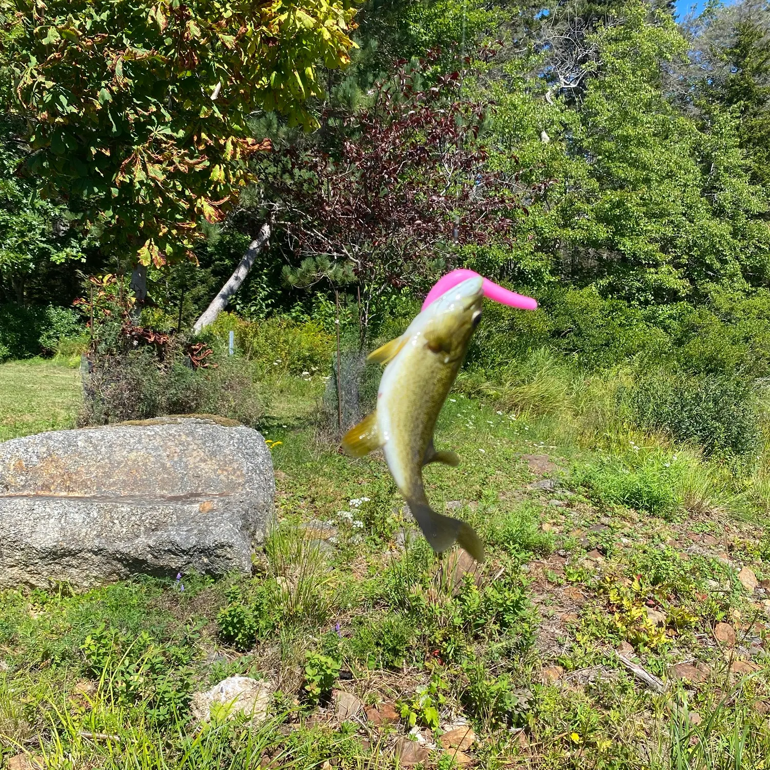Smallmouth bass caught on Fishbrain