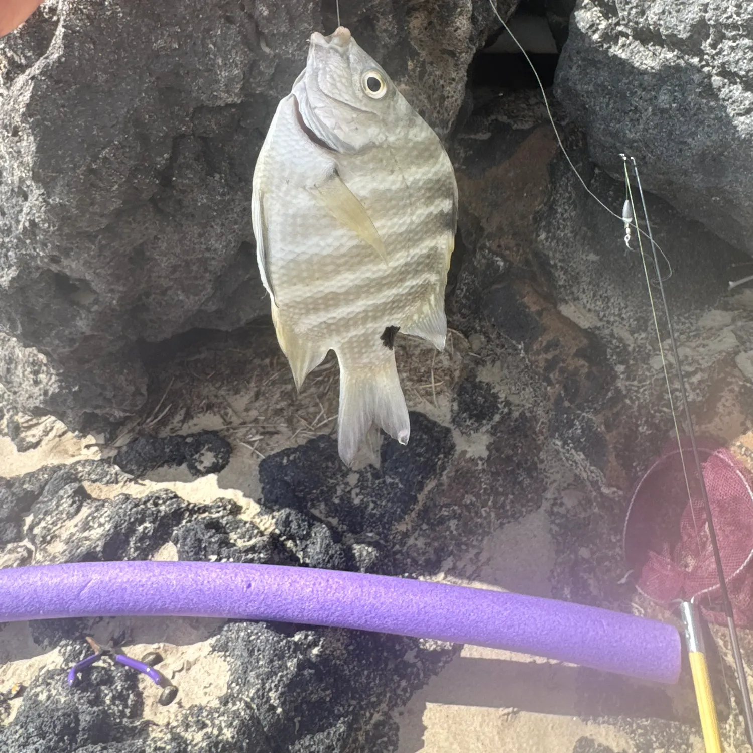 The most recent Blackspot sergeant catches on Fishbrain