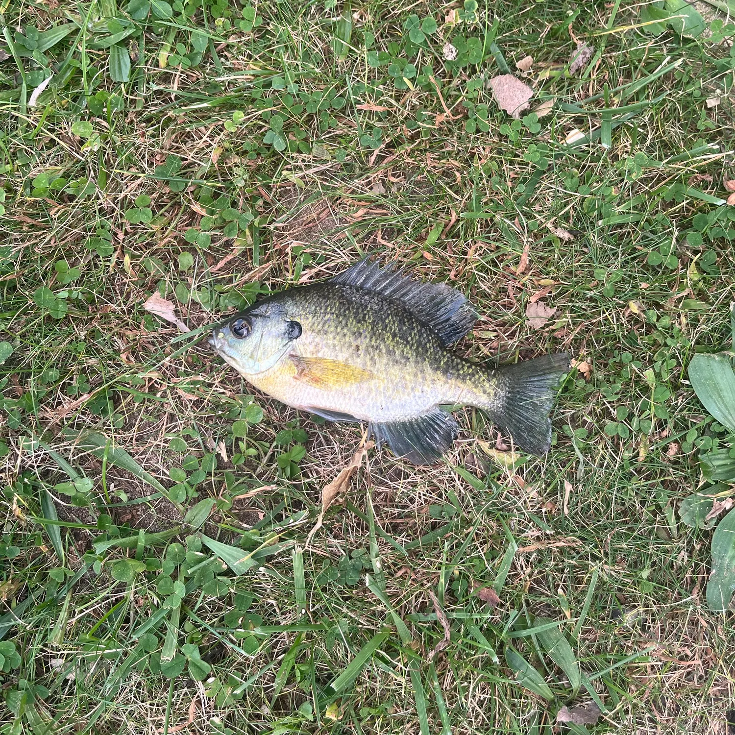 Bluegill caught on Fishbrain