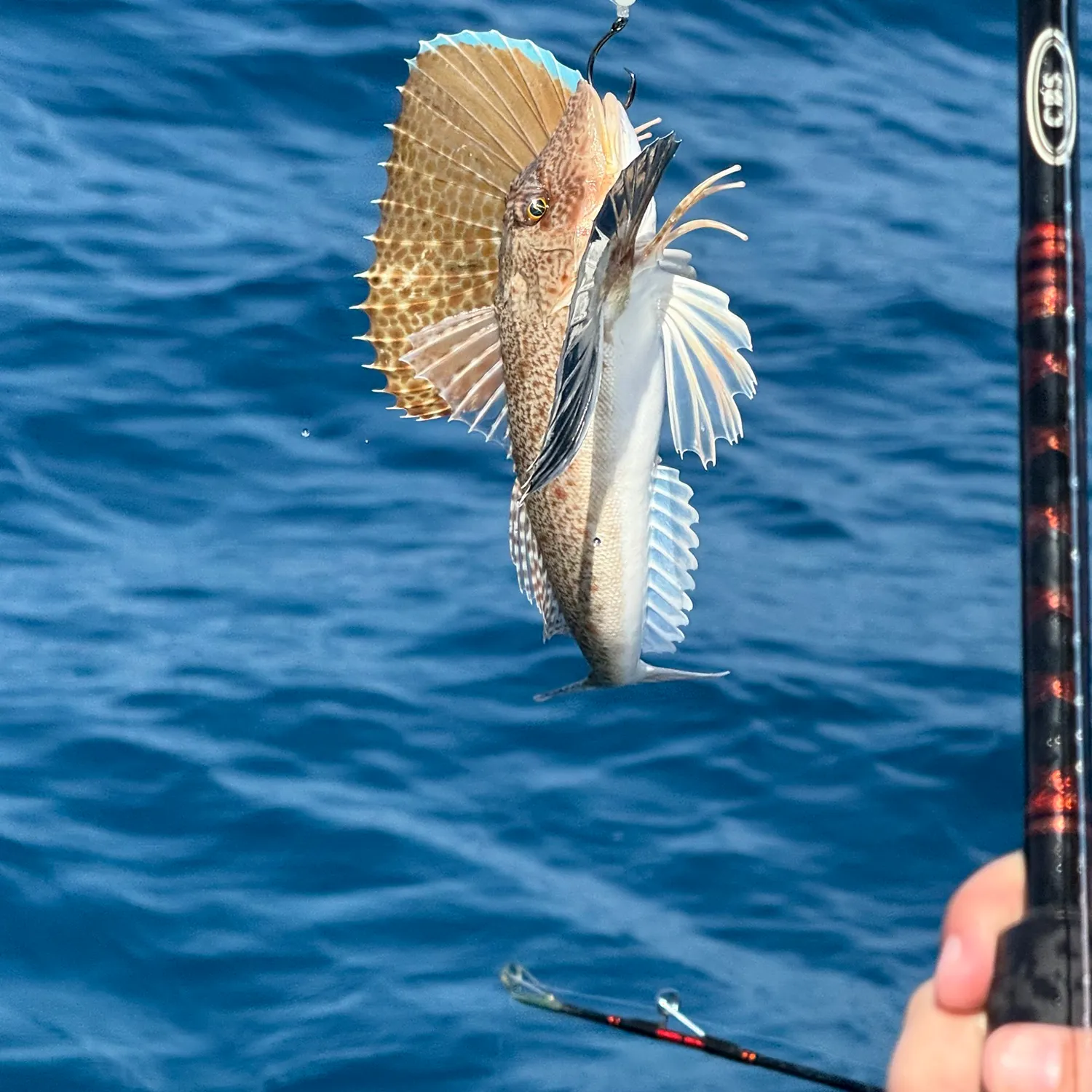The most recent Striped searobin catches on Fishbrain
