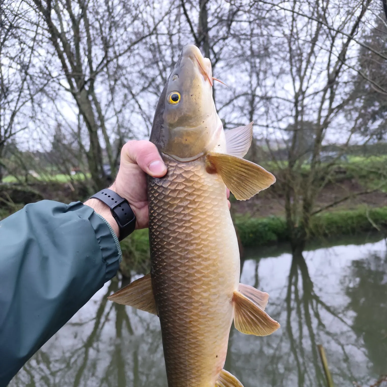 The most recent Common barbel catches on Fishbrain