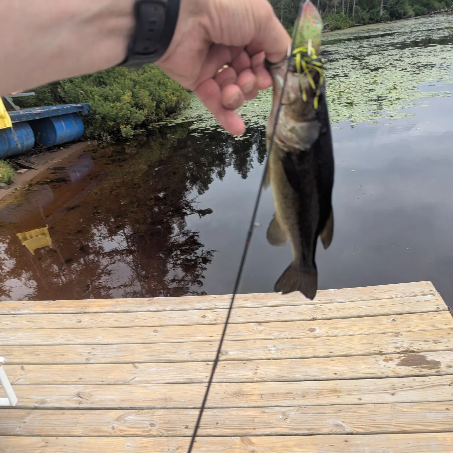 recently logged catches