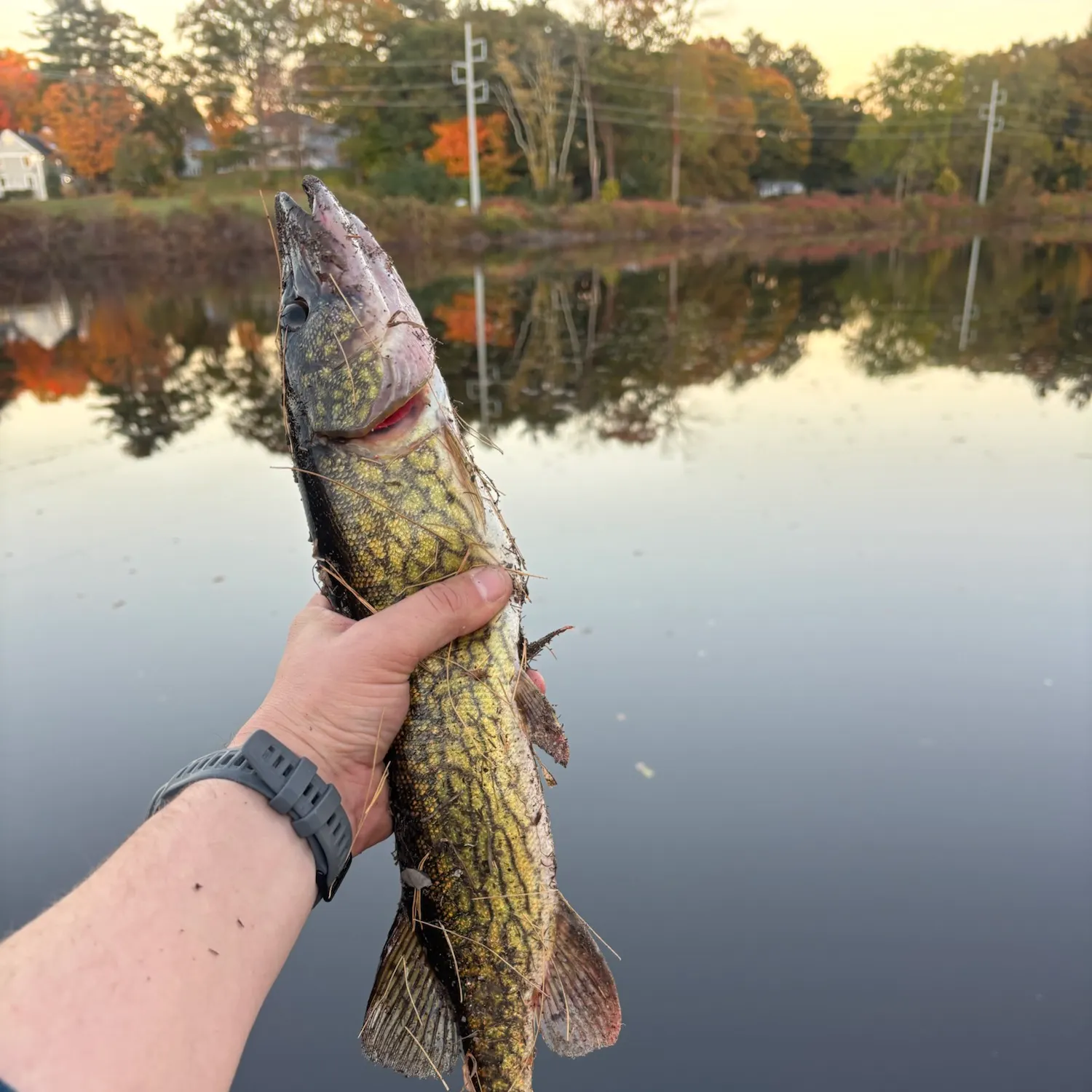 Chain pickerel caught on Fishbrain