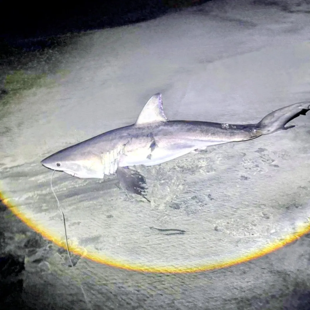 Great white shark caught on Fishbrain
