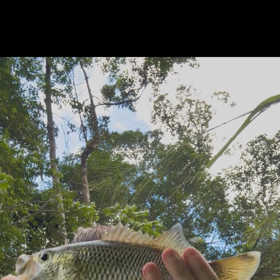 The most recent Rock flagtail catches on Fishbrain