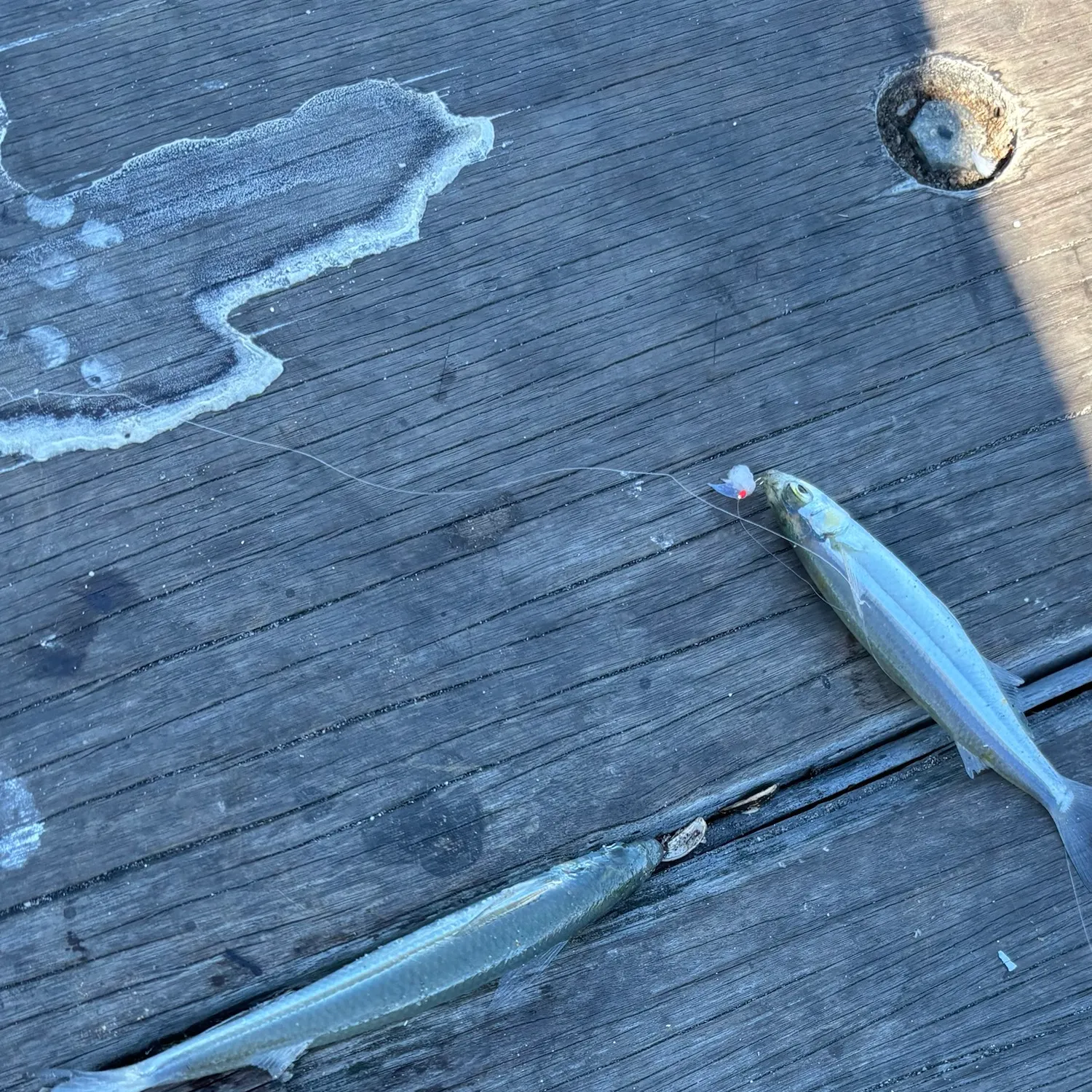Topsmelt silverside caught on Fishbrain