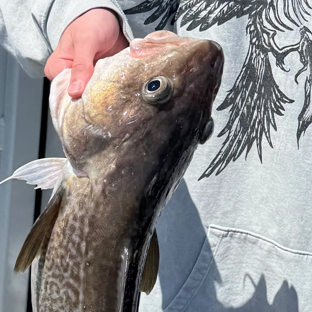 Pacific cod caught on Fishbrain
