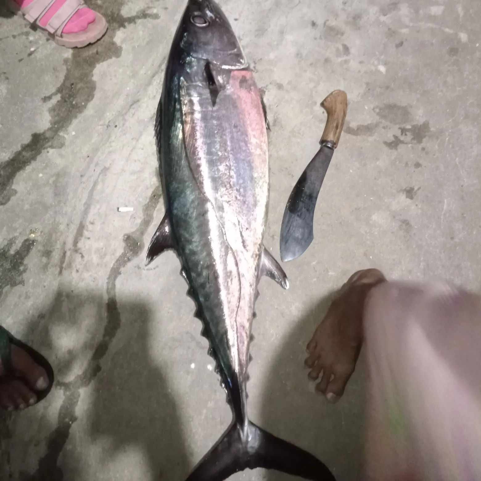 The most recent Leopard coralgrouper catches on Fishbrain