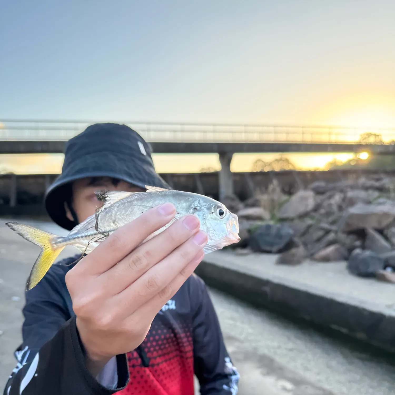The most recent Bigeye trevally catches on Fishbrain