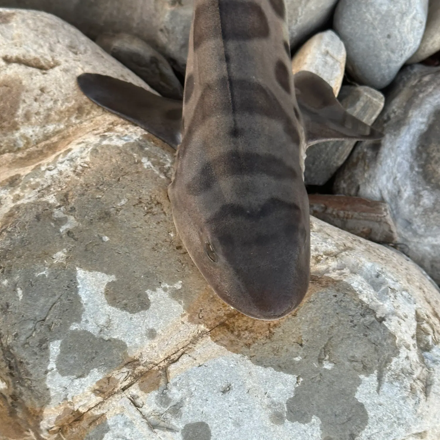 The most recent Leopard shark catches on Fishbrain