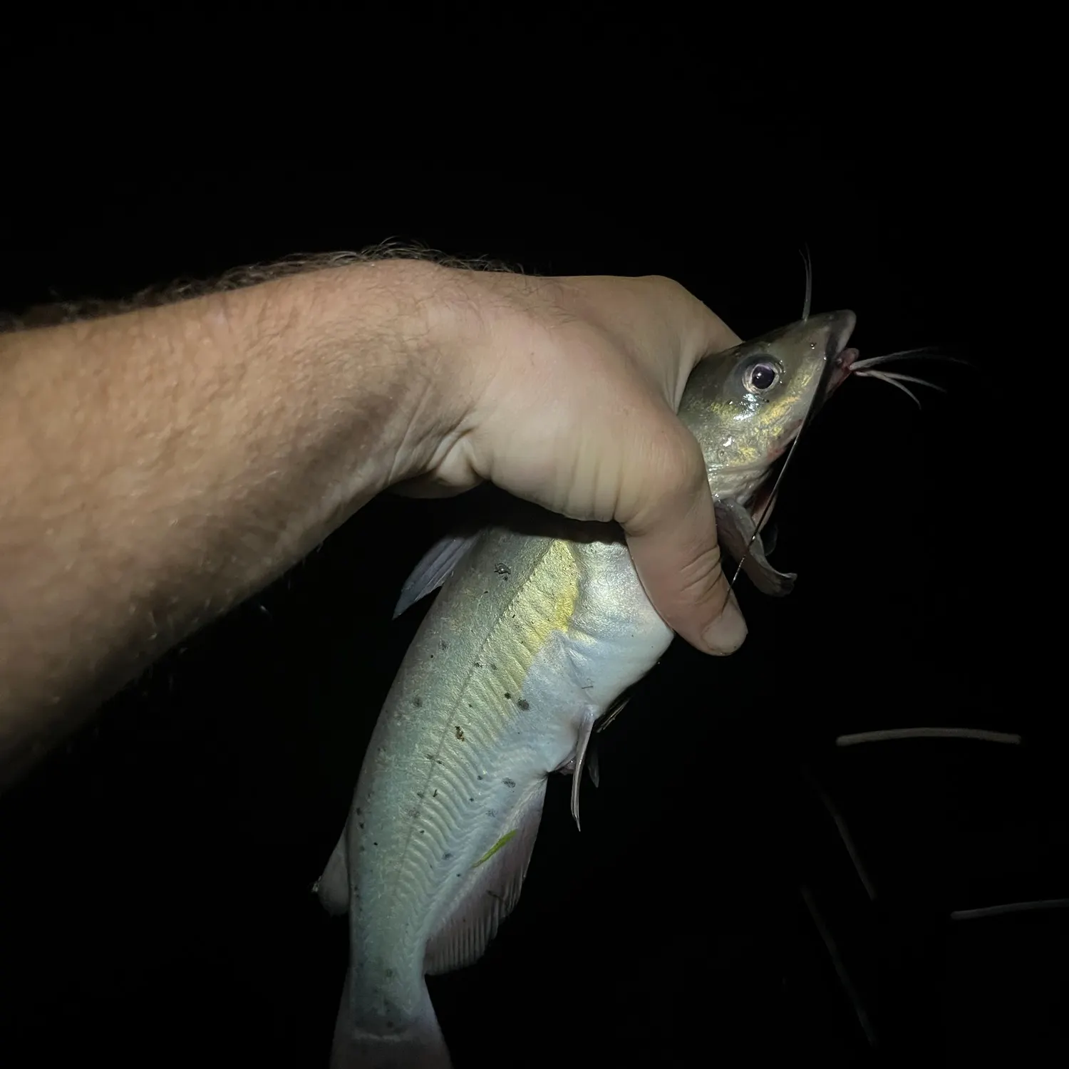 Channel catfish caught on Fishbrain