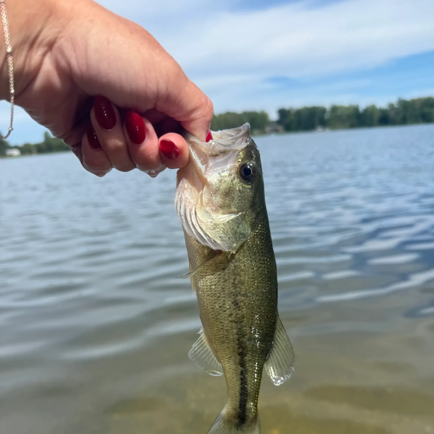 Largemouth bass caught on Fishbrain