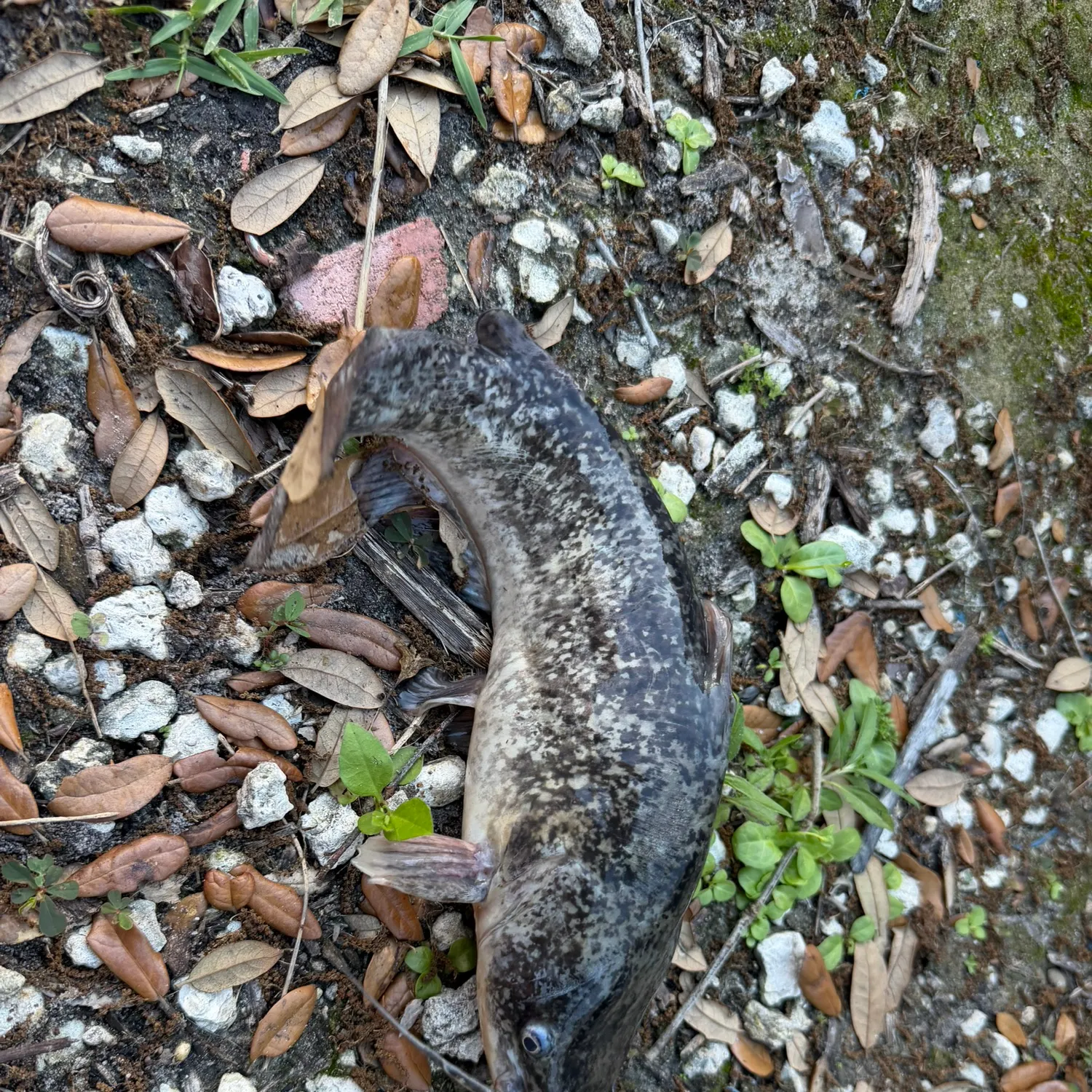 The most recent Brown bullhead catches on Fishbrain