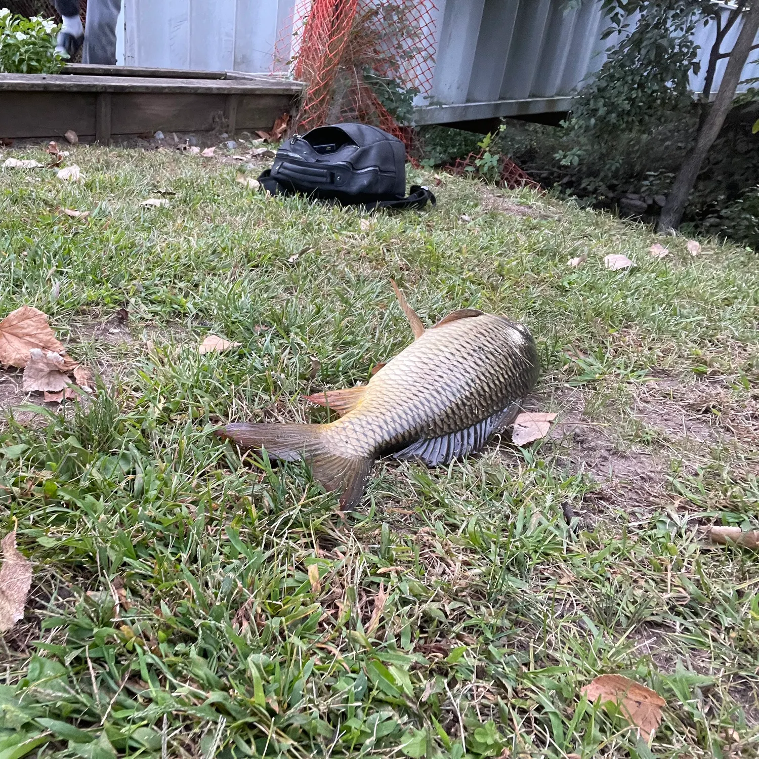 Common carp caught on Fishbrain