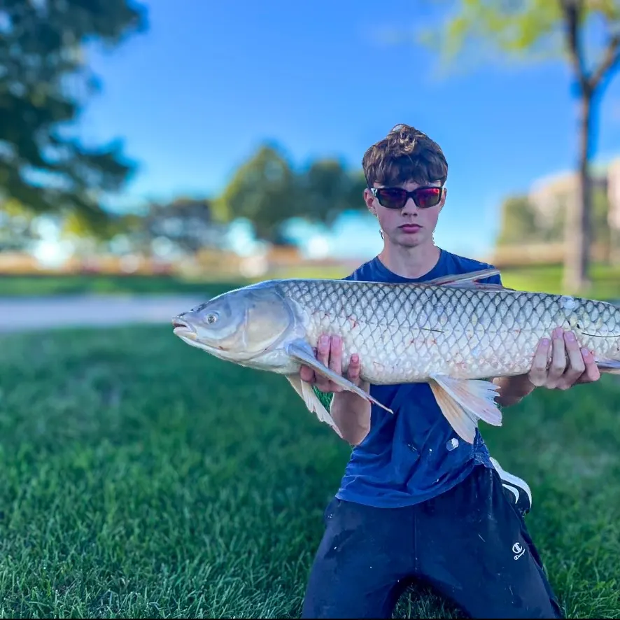 Grass carp caught on Fishbrain