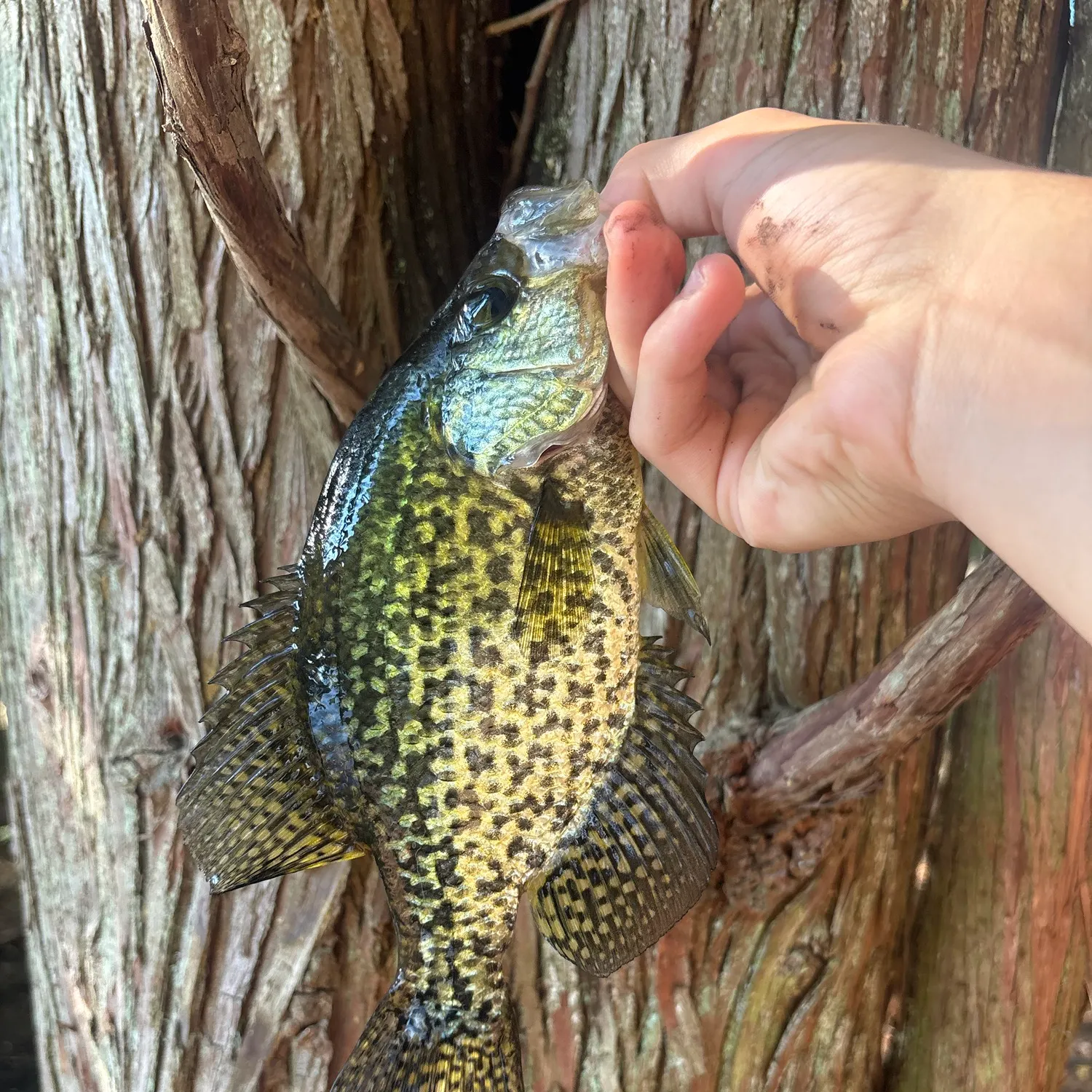 Black crappie caught on Fishbrain