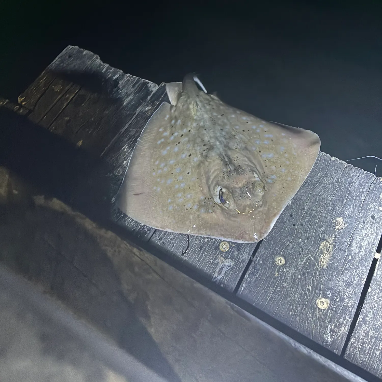 The most recent Bluespotted ribbontail ray catches on Fishbrain